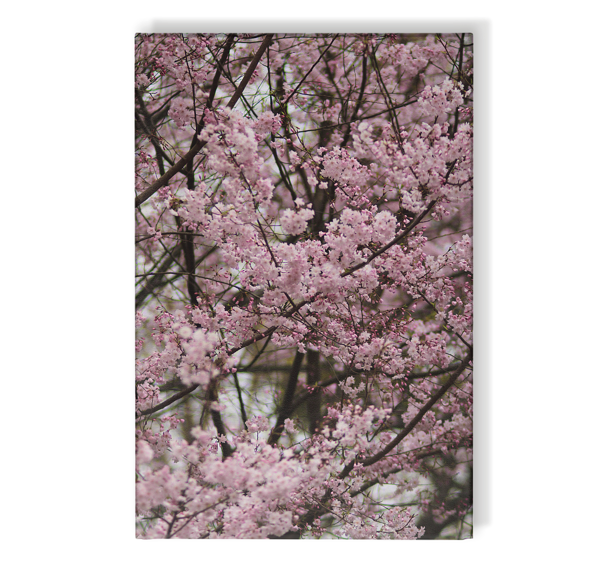 Blossom Drift - Leinwand 30x45cm